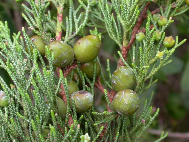 Juniperus phoenicea & Juniperus oxycedrus